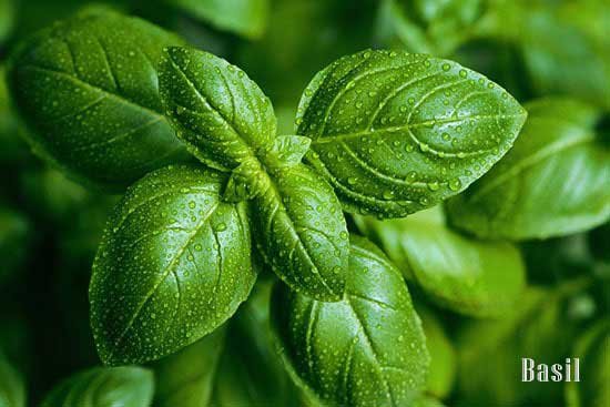 basil leaves for depression