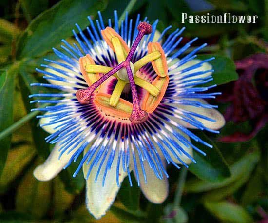 Passionflower for depression